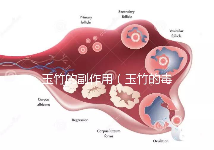 玉竹的副作用（玉竹的毒性有多強？）