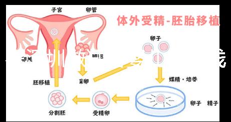 在深圳做試管嬰兒多少錢(qián)一次？各大醫(yī)院成功率及費(fèi)用看這里