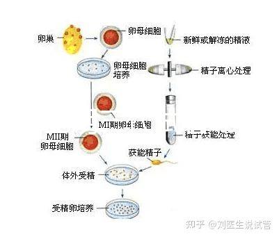 云南昆明三代試管助孕費用貴不貴呢？三代試管懷孕費用參考表！