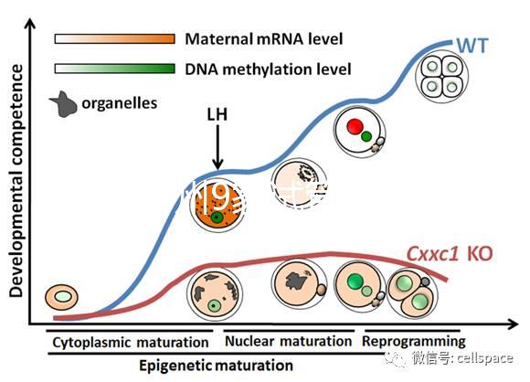 最新鄭州9家試管嬰兒醫院排名、哪家成功率最高