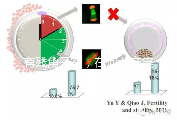 有殘角子宮，在河北辛集當地能做試管嬰兒嗎？
