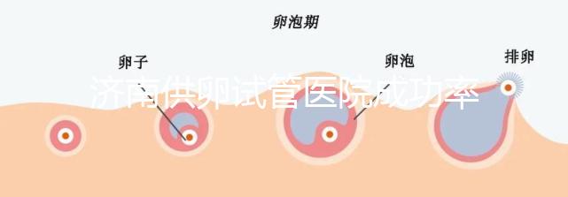 濟南供卵試管醫院成功率排名公布，私立機構也不能包生男孩