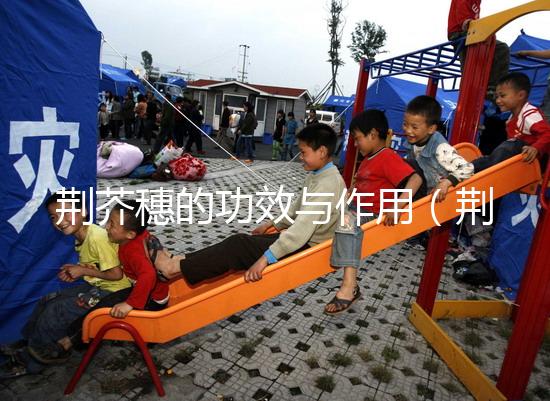 荊芥穗的功效與作用（荊芥穗的功效與作用和主治）