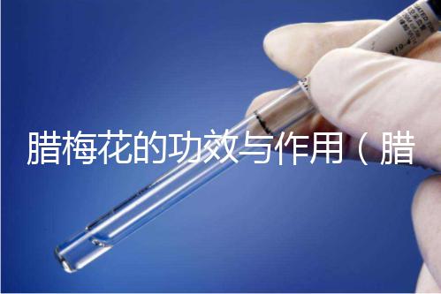 臘梅花的功效與作用（臘梅最忌諱三個(gè)屬相）