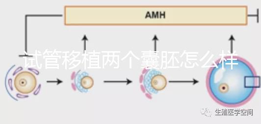 試管移植兩個囊胚怎么樣？成功率高嗎？