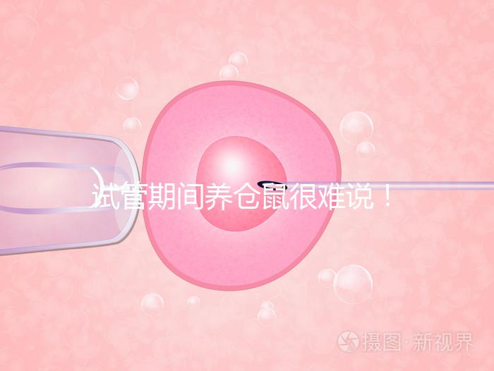 試管期間養倉鼠很難說！先了解對胎兒的影響再決定！