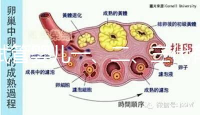 試管嬰兒一、二、三代有什么區(qū)別
