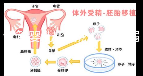 試管嬰兒比自然懷孕脆弱原因來襲，正不正常三分鐘說清