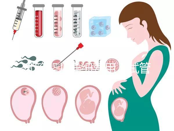 試管嬰兒詳細(xì)費用（試管嬰兒詳細(xì)費用多少）