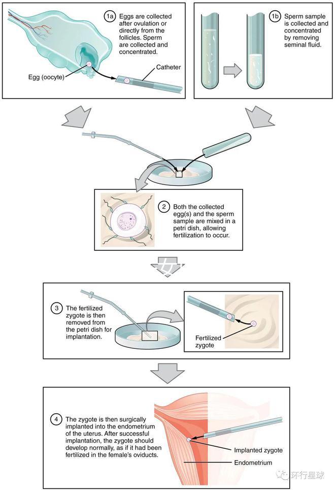 貴陽未婚子女戶口如何向婦女介紹，附2024年結算流程