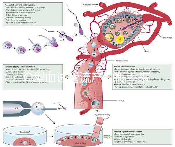 O型血試管流產(chǎn)的概率來了，不知道該怎么辦