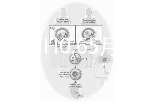 33歲AMH0.65月經正常能做試管嬰兒嗎？